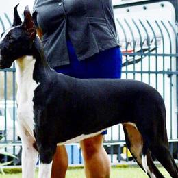 Great Danes from Dane Dreamin’