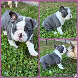 French Bulldog Puppies from Bailey Hedges