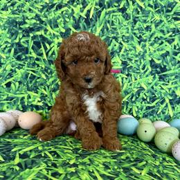 Pink Collar girl - Red  female Goldendoodle puppy in Charlestown, Indiana from Mini Goldendoodle Paws 🐾