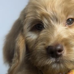 Goldendoodles and Poodles from Poodlesndoodles