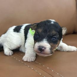 Rocky (Lime Green) - White and black male Wire Fox Terrier puppy in Knoxville, Tennessee from Wire Hairs of Knoxville