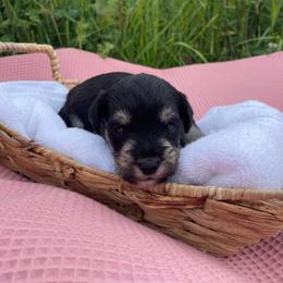 Navy - Silver female Schnoodle puppy in Lathrop, Missouri from RR Schnoodles