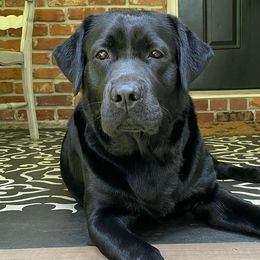 Ziba - Labrador Retriever