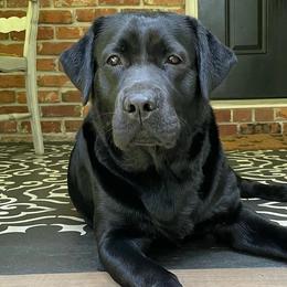 Ziba - Labrador Retriever
