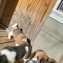 Akita Puppies from Jacqueline Newton's Akitas