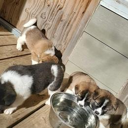 Akita Puppies from Jacqueline Newton's Akitas