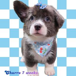 Churro - Gray and white female American Corgi puppy in Mansfield, Ohio from Moonrise corgis