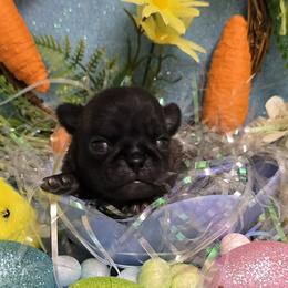 Black Boy - Black male Pug puppy in Tulsa, Oklahoma from Locust Creek Pugs