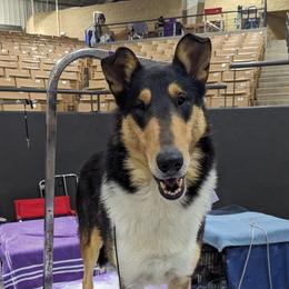 Logan - Black white and tan male Collie puppy in Dickson, Tennessee from Ceilidh Collies