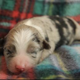 Hershey - Blue merle female Miniature Australian Shepherd puppy in Kissee Mills, Missouri from Clinkenbeard Kennel