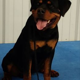 Miniature Schnauzer and Rottweiler Puppies from Mystique Kennel
