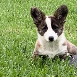 Cardigan Welsh Corgis from Sandpiper Cardigans