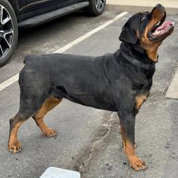 Rottweiler All Grown Up from Truhero Dog Kennel