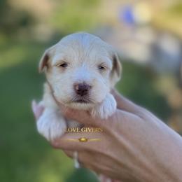AKC Wheaten Girl 1 - Wheaten female Miniature Schnauzer puppy in Lake Placid, Florida from Love Giver Schnauzers