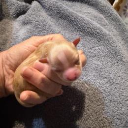 Paloma - Fawn female Chihuahua puppy in Seneca, Missouri from Stephanie’s Puppy Colony