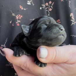 Bella - Black female Miniature Schnauzer puppy in Hull, Georgia from Ardent Miniature Schnauzers of Athens