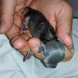 Chihuahua Puppies from Chilove Chihuahuas