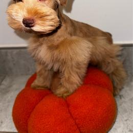 Buttercup - Wheaten male Miniature Schnauzer puppy in Edinburg, Texas from Forever Schnauzers
