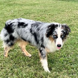 Ranger - Australian Shepherd