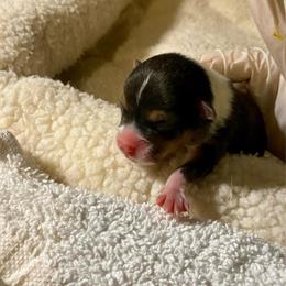 Sara - Black and tan female Pembroke Welsh Corgi puppy in Grand Junction, Colorado from Mount Garfield Corgis
