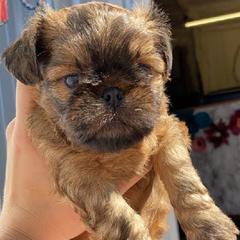 Brussels Griffons from Alias I Am Brussels