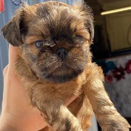 Brussels Griffons from Alias I Am Brussels