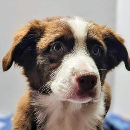 Justin - Red & white male Australian Shepherd puppy in Crestline, Ohio from High Desert Aussies