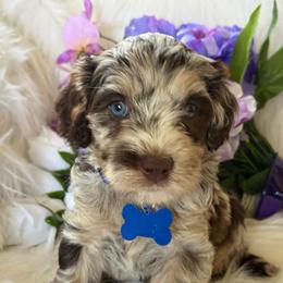 Blue collar dodger - Merle male Australian Labradoodle puppy in Fontana, California from Grammy's Puppy Love doodles and poodles