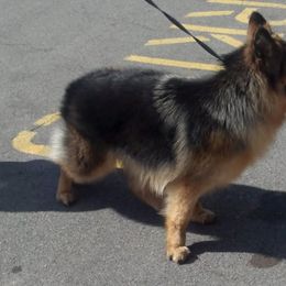 Evie - German Shepherd