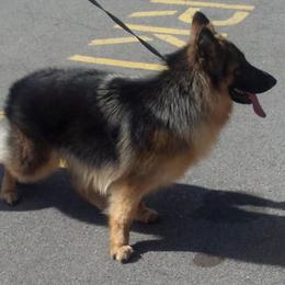 Evie - German Shepherd