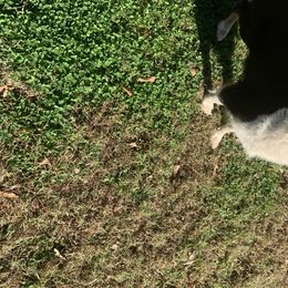 Australian Shepherds from Back 40 Aussies