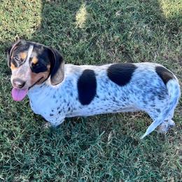 Meatball - Dachshund