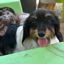 Pebbles - Dachshund