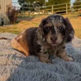 Chocolate Dapple Boy - Dapple male Dachshund puppy in Choctaw, Oklahoma from TS Performance Horses & Dachshunds