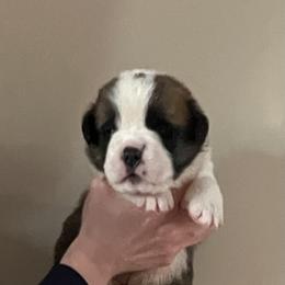 Black collar boy - Red and white male Saint Bernard puppy in New Sharon, Maine from Kimball Pond  Saint Bernards