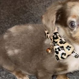 Dachshunds and Poodles from Stocktons Doxies & Poodles