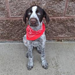 Girl 3 - Liver and white female German Wirehaired Pointer puppy in Potosi, Wisconsin from Point and Flush Gun Dogs