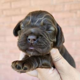 AKC Pig Pen - Brown male Cocker Spaniel puppy in New Market, Tennessee from Down in the Holler