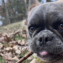 French Bulldogs from Kip's Frenchies