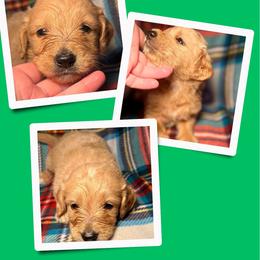 Java - Apricot male Goldendoodle puppy in Bluefield, Virginia from Love on a Leash