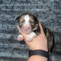 Waylon - Blue merle male Miniature Australian Shepherd puppy in Liberty, Mississippi from Liberty Oaks Aussies and Dachshunds