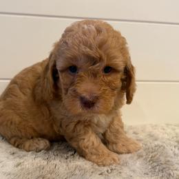Blue Collar Boy - Apricot male Goldendoodle puppy in San Augustine, Texas from Vintage Doodles