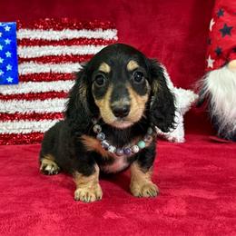 Arya - Black and tan female Dachshund puppy in Lincoln, Arkansas from Red Dirt Dachshunds