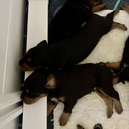 Gordon Setter Puppies from Jackie Watson
