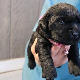 Girl 1 - Black female Labrador Retriever puppy in Archer Lodge, North Carolina from Archer Lodge Labradors