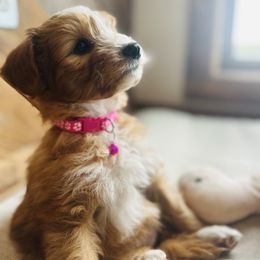 Penelope - Apricot female Goldendoodle puppy in Denison, Iowa from Violet View Iowa Goldendoodles