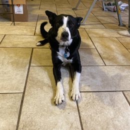 Laddy - Border Collie
