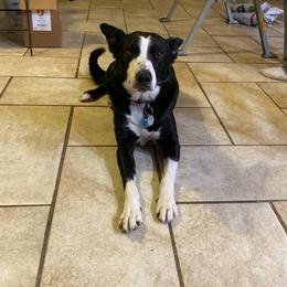 Laddy - Border Collie
