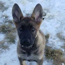 German Shepherd Puppies from My Bodyguard German Shepherd Dogs