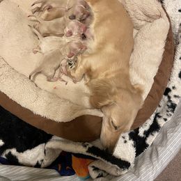 Dachshund Puppies from Forever home dachshunds